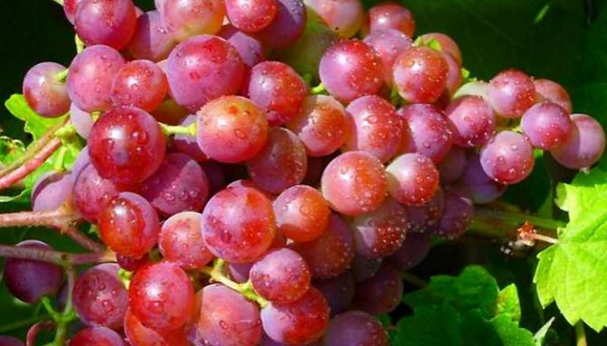 Компот из арбуза на зиму. Рецепты самые разные. Компот из арбуза: зимние рецепты заготовок