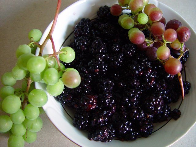 виноград ежевика